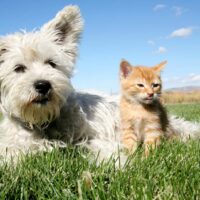 bigstock-Cat-And-Dog-4597724.jpg