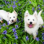 bigstock-Dogs-In-Spring-Flowers-West-H-260753392.jpg