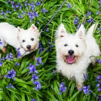 bigstock-Dogs-In-Spring-Flowers-West-H-260753392.jpg