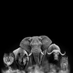 AnimalsAfrica AnimalsAfrica